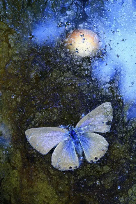 Framed Print : Dead Langs short-tailed blue butterfly (Leptotes pirithous Framed Print : Dead Langs short-tailed blue butterfly (Leptotes pirithous