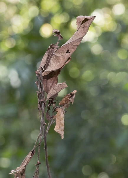 Dead-leaf mantis (Deroplatys dessicata) camouflaged on leaf, Sabah, Borneo