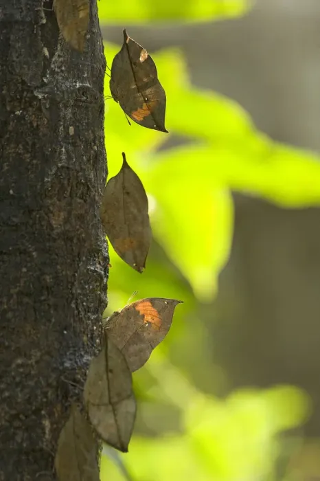 Framed Print : Dead leaf / Orange oak leaf (Kallima inachus) butterflies feeding on sap on tree trunk Framed Print : Dead leaf / Orange oak leaf (Kallima inachus) butterflies feeding on sap on tree trunk