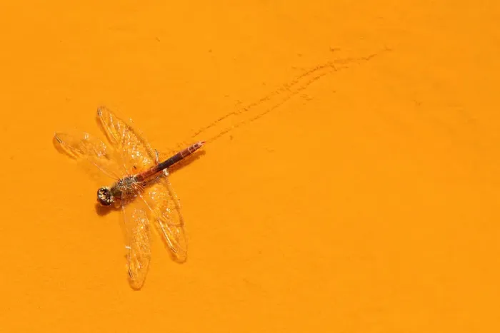 Framed Print : Dead Libellula dragonfly in the Ro Tinto, or Red River, very acidic and coloured Framed Print : Dead Libellula dragonfly in the Ro Tinto, or Red River, very acidic and coloured