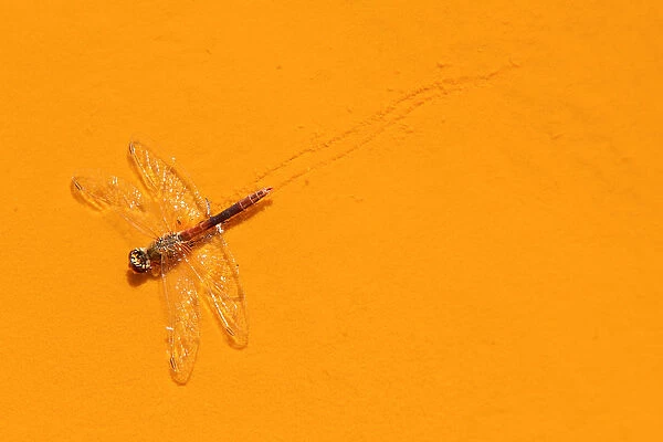 Dead Libellula dragonfly in the Ro Tinto, or Red River, very acidic and coloured