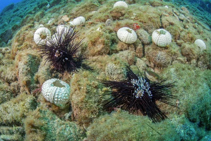 Framed Print : Dead Long-spined sea urchins (Diadema africanum) on seabed Framed Print : Dead Long-spined sea urchins (Diadema africanum) on seabed