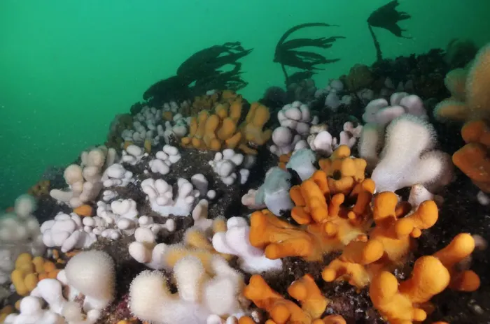 Framed Print : Dead mans fingers (Alcyonium digitatum), growing on rock faces below the kelp
