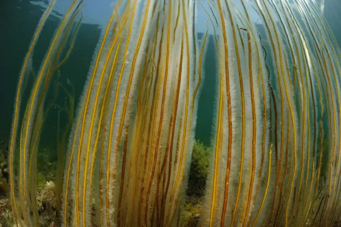 Framed Print : Dead mans rope algae (Chorda filum), Purbeck Marine Wildlife Reserve, Kimmeridge Bay Framed Print : Dead mans rope algae (Chorda filum), Purbeck Marine Wildlife Reserve, Kimmeridge Bay