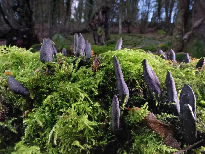 Framed Print : Dead Moll's fingers fungus (Xylaria longipes) emerging from a rotting Sycamore (Acer pseudoplatanus) log, Castle Combe, Wiltshire, England, UK. November Framed Print : Dead Moll's fingers fungus (Xylaria longipes) emerging from a rotting Sycamore (Acer pseudoplatanus) log, Castle Combe, Wiltshire, England, UK. November