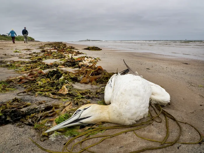 Framed Print : Dead Northern Gannet (Morus bassanus) washed up on the beach. Most likely killed by bird flu, which has devastated the gannet population around the UK. Amble, Northumberland, UK Framed Print : Dead Northern Gannet (Morus bassanus) washed up on the beach. Most likely killed by bird flu, which has devastated the gannet population around the UK. Amble, Northumberland, UK