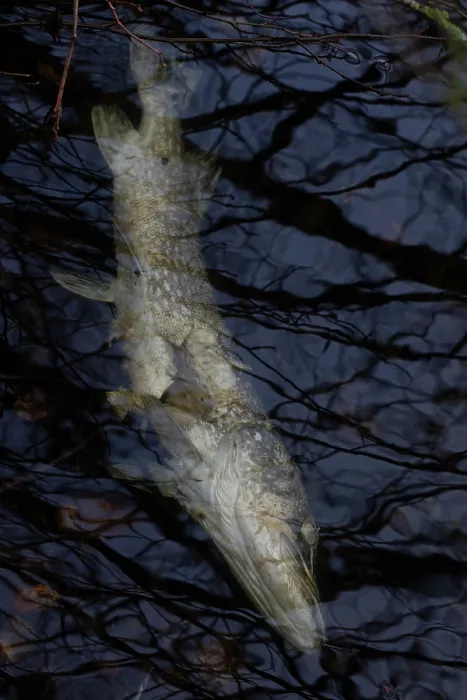 Framed Print : Dead Pike (Esox lucius) floating in water, Whitlingham Country Park, Norwich, Norfolk, England, UK. January Framed Print : Dead Pike (Esox lucius) floating in water, Whitlingham Country Park, Norwich, Norfolk, England, UK. January