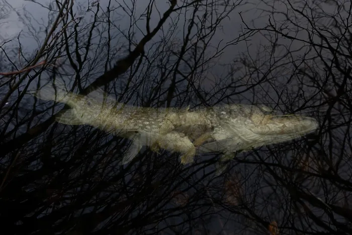 Framed Print : Dead Pike (Esox lucius) floating in water, Whitlingham Country Park, Norwich, Norfolk, England, UK. January Framed Print : Dead Pike (Esox lucius) floating in water, Whitlingham Country Park, Norwich, Norfolk, England, UK. January