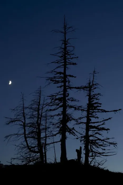Framed Print : Dead Pine trees with moon shining, Stuoc peak, Durmitor NP, Montenegro, October 2008 Framed Print : Dead Pine trees with moon shining, Stuoc peak, Durmitor NP, Montenegro, October 2008