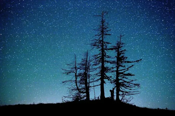 Framed Print : Dead Pine trees at night on Stuoc peak, Durmitor NP, Montenegro, October 2008 Framed Print : Dead Pine trees at night on Stuoc peak, Durmitor NP, Montenegro, October 2008