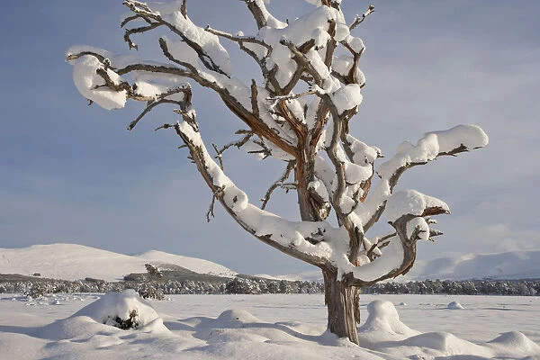 Dead Scots pine tree (Pinus sylvestris) laden with snow in winter, Rothiemurchus Forest