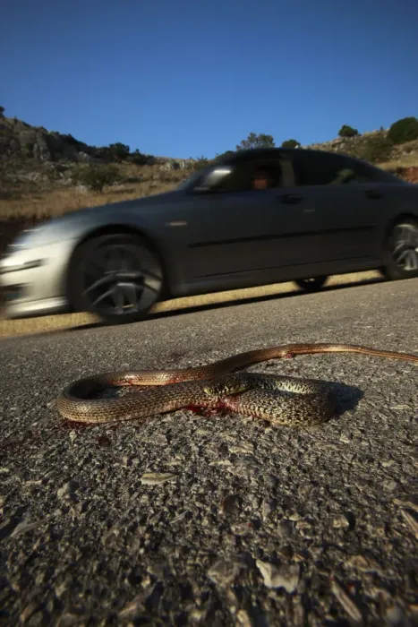 Framed Print : Dead snake on a road, probably a Balkan whip snake (Hierophis gemonensis) or a Western whip snake Framed Print : Dead snake on a road, probably a Balkan whip snake (Hierophis gemonensis) or a Western whip snake