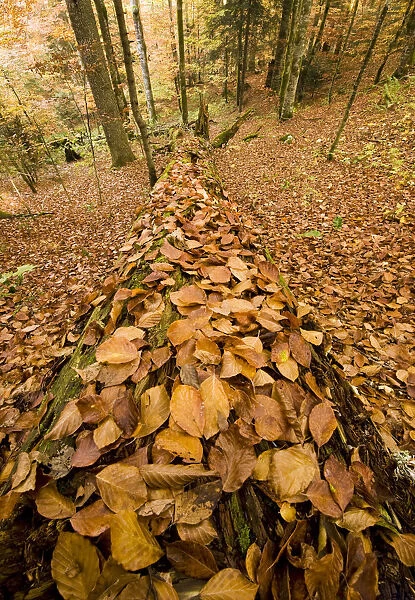 Dead Spruce (Picea abies) trunk covered in fallen beech leaves on the forest floor