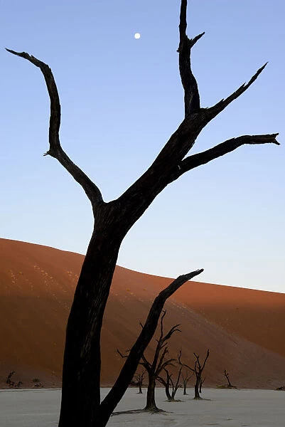 Dead trees in Deadvlei clay pan, Sossusvlei. Namib-Naukluft National Park, Namibia