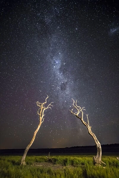 Dead trees and milky way, La Pampa, Patagonia, Argentina