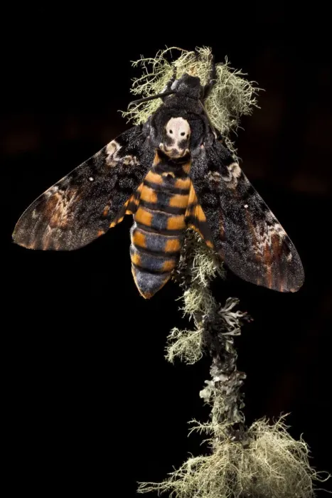 Framed Print : Deaths head hawkmoth (Acherontia atropos). Captive bred in the UK Framed Print : Deaths head hawkmoth (Acherontia atropos). Captive bred in the UK