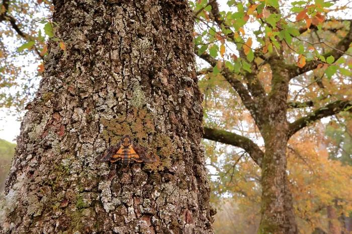 Framed Print : Death's head hawkmoth (Acherontia atropos) resting on Portuguese oak (Quercus faginea), Sierra de Grazalema Natural park, southern Spain. January Framed Print : Death's head hawkmoth (Acherontia atropos) resting on Portuguese oak (Quercus faginea), Sierra de Grazalema Natural park, southern Spain. January
