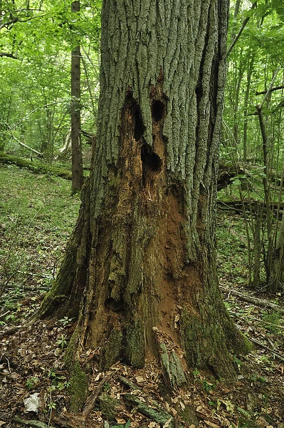 Decaying tree trunk, Moricsala Strict Nature Reserve, Moricsala Island, Lake Usma