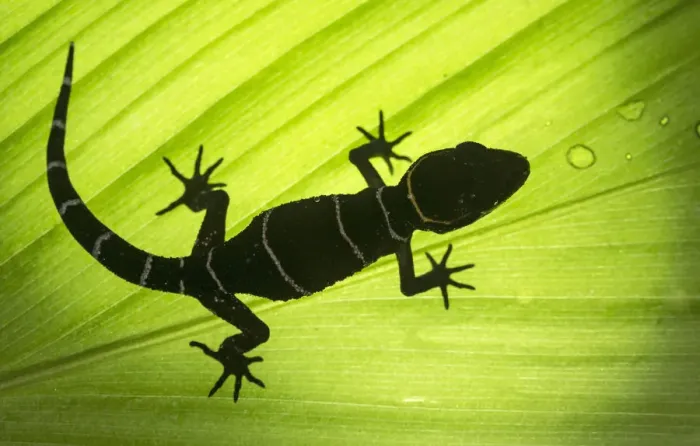 Framed Print : Deccan ground gecko (Cyrtodactylus albofasciatus), backlit on leaf. Amboli, Maharashtra, India Framed Print : Deccan ground gecko (Cyrtodactylus albofasciatus), backlit on leaf. Amboli, Maharashtra, India