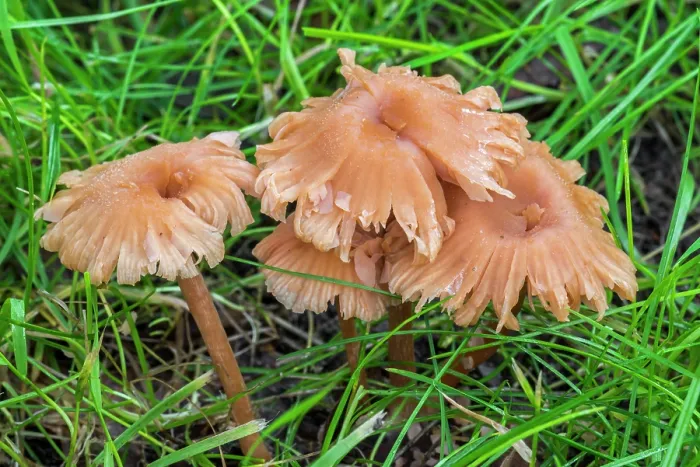 Framed Print : Deceiver (Laccaria laccata) mushrooms growing in grassland at forest's edge in autumn, Flanders, Belgium. October Framed Print : Deceiver (Laccaria laccata) mushrooms growing in grassland at forest's edge in autumn, Flanders, Belgium. October