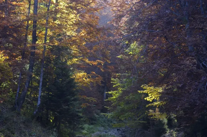 Framed Print : Deciduous forest in autumn, Piatra Craiului National Park, Transylvania, Southern Framed Print : Deciduous forest in autumn, Piatra Craiului National Park, Transylvania, Southern