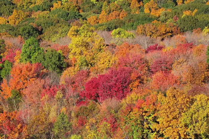 Framed Print : Deciduous forest in autumnal colours, Middlefield, Connecticut, USA. October, 2023