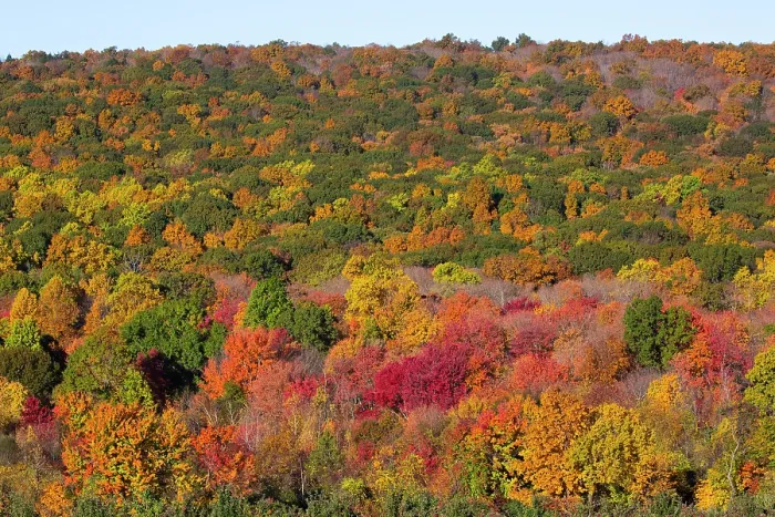 Framed Print : Deciduous forest in autumnal colours, Middlefield, Connecticut, USA. October, 2023 Framed Print : Deciduous forest in autumnal colours, Middlefield, Connecticut, USA. October, 2023