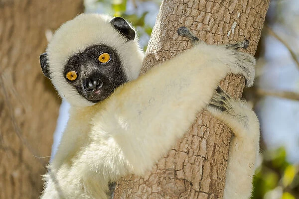 Deckens sifaka (Propithecus deckenii) Tsimembo area, Madagascar