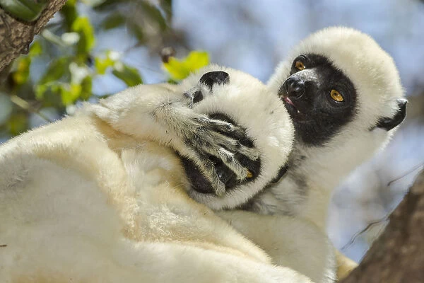 Deckens sifaka (Propithecus deckenii) grooming each other, Tsimembo area, Madagascar
