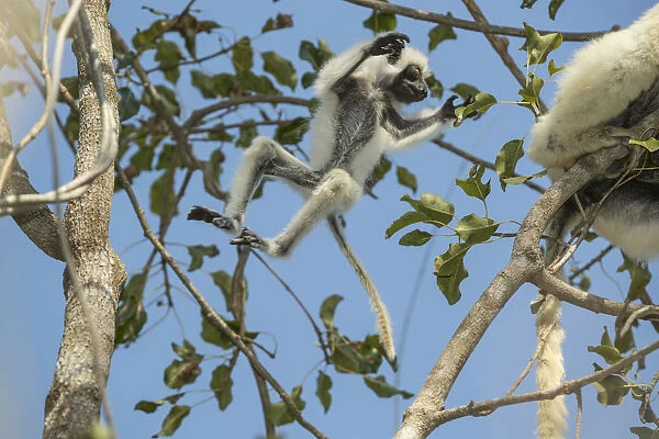 Deckens sifaka (Propithecus deckenii) female and his young playing, Tsimembo area, Madagascar