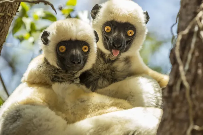 Framed Print : Deckens sifaka (Propithecus deckenii) grooming each other, Tsimembo area, Madagascar