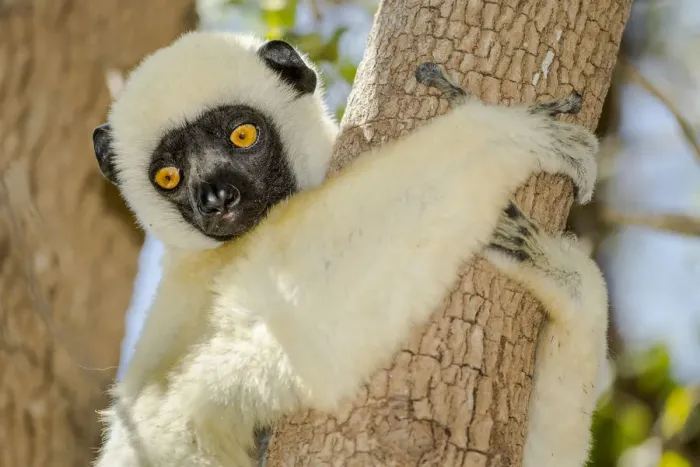 Framed Print : Deckens sifaka (Propithecus deckenii) Tsimembo area, Madagascar Framed Print : Deckens sifaka (Propithecus deckenii) Tsimembo area, Madagascar