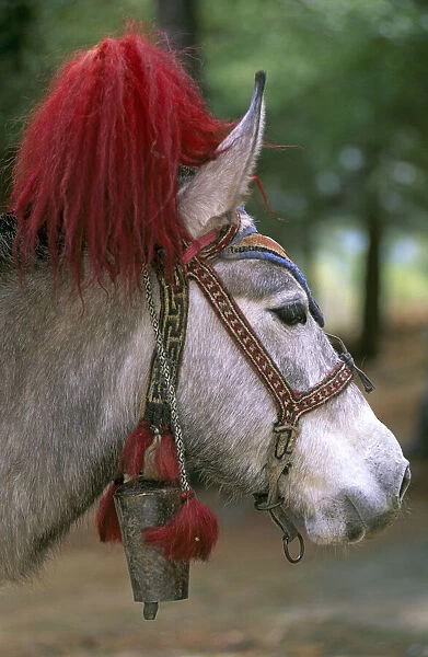 Decorated bridle of lead pack horse  /  donkey, Paro valley, Bhutan