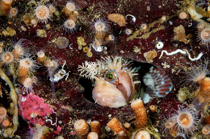 Framed Print : Decorated warbonnet (Chirolophis decoratus) peering out from a hole in a rock wall, Salish Sea, British Columbia, Canada