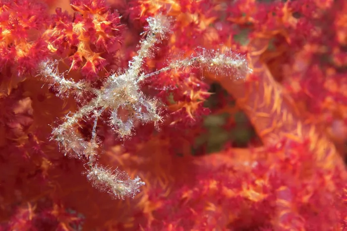 Framed Print : Decorator crab (Achaeus spinosus) on soft coral, Ras Muhammad National Park, Sinai Peninsula, Red Sea, Egypt Framed Print : Decorator crab (Achaeus spinosus) on soft coral, Ras Muhammad National Park, Sinai Peninsula, Red Sea, Egypt