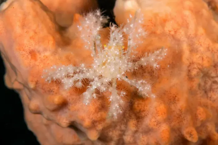 Framed Print : Decorator crab (unidentified) on Soft Coral at night. Due to the heavy decoration Framed Print : Decorator crab (unidentified) on Soft Coral at night. Due to the heavy decoration