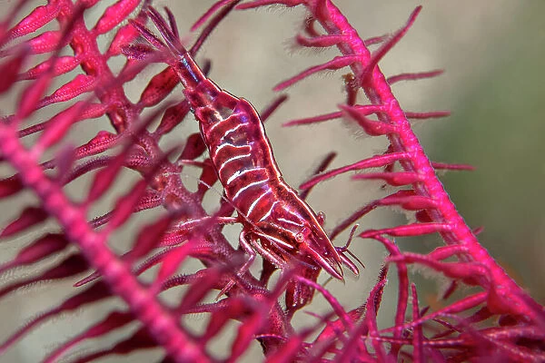 Deep red Feather star shrimp (Hippolyte prideauxiana) crawling secretly amongst the arms of a Feather star (Antedon bifida), Loch Duich, Highands, Scotland, UK