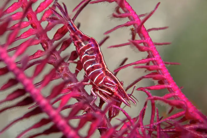 Framed Print : Deep red Feather star shrimp (Hippolyte prideauxiana) crawling secretly amongst the arms of a Feather star (Antedon bifida), Loch Duich, Highands, Scotland, UK Framed Print : Deep red Feather star shrimp (Hippolyte prideauxiana) crawling secretly amongst the arms of a Feather star (Antedon bifida), Loch Duich, Highands, Scotland, UK