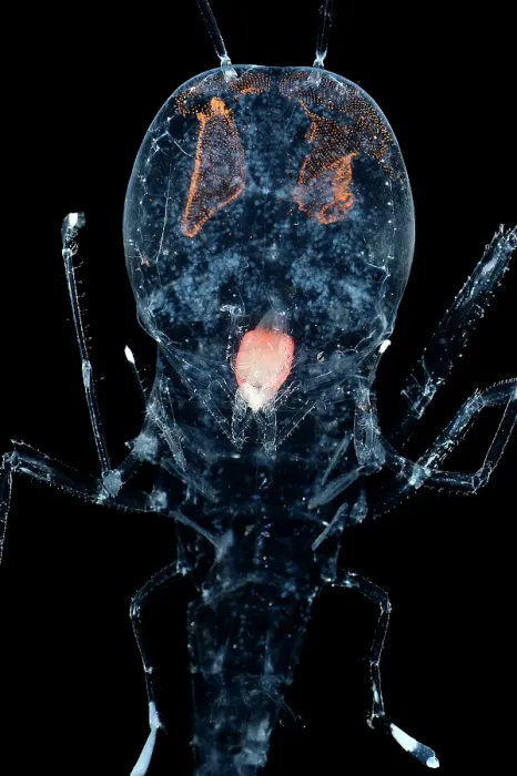 Framed Print : Deep sea amphipod (Cystisoma neptuni) portrait, showing transparent body, with the exception of the stomach and its compound eyes Framed Print : Deep sea amphipod (Cystisoma neptuni) portrait, showing transparent body, with the exception of the stomach and its compound eyes