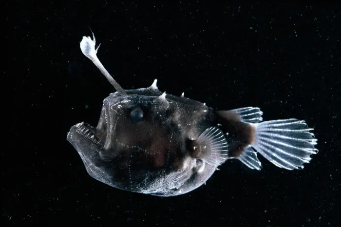 Framed Print : Deep sea Anglerfish {Himantolophus sp} female with lure projecting from head to attract prey Framed Print : Deep sea Anglerfish {Himantolophus sp} female with lure projecting from head to attract prey