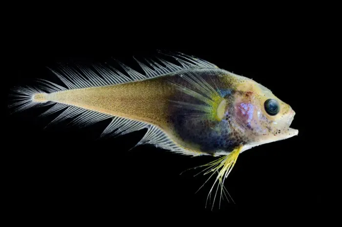 Framed Print : Deep sea fish (Moridae sp. ) from Atlantic Ocean off Cape Verde. Captive Framed Print : Deep sea fish (Moridae sp. ) from Atlantic Ocean off Cape Verde. Captive
