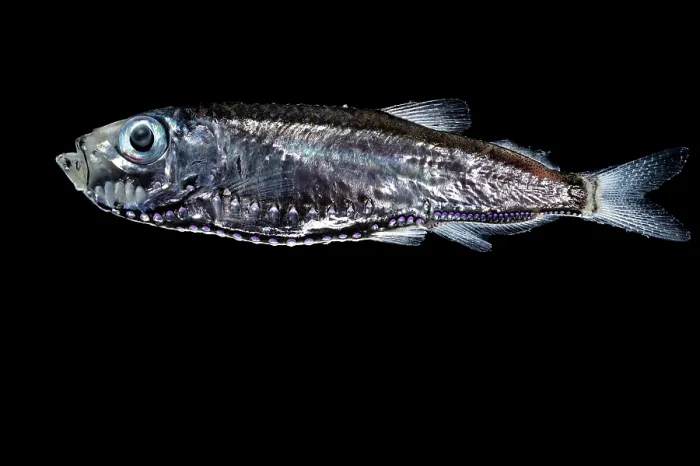 Framed Print : Deep-sea hatchetfish (Maurolicus walvisensis) portrait, showing bioluminescent organs along the underside of its body Framed Print : Deep-sea hatchetfish (Maurolicus walvisensis) portrait, showing bioluminescent organs along the underside of its body