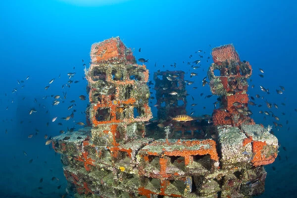 One of the deeper artificial reefs surraunded by Damselfish (Chromis chromis) with a Comber