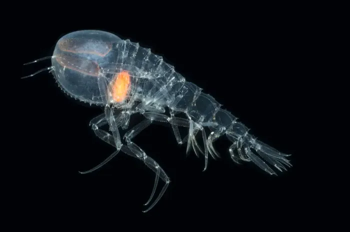 Framed Print : Deepsea Amphipod {Cystisoma sp} from between 530-750m, Mid-Atlantic Ridge, North
