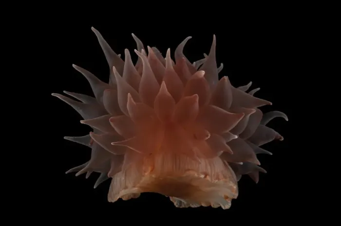 Framed Print : Deepsea Anemone from a coral seamount, Indian ocean, November 2011
