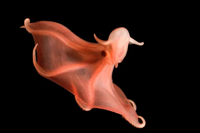Framed Print : Deepsea cirrate octopod {Stauroteuthis syrtensis} 830m, Gulf of Maine, Atlantic Framed Print : Deepsea cirrate octopod {Stauroteuthis syrtensis} 830m, Gulf of Maine, Atlantic