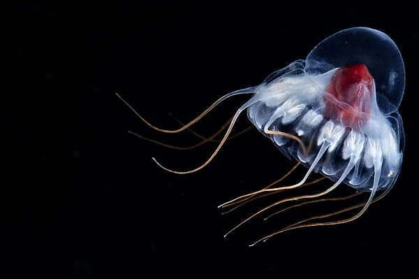 Deepsea jellyfish (Periphylla periphylla) juvenile, , Trondheims fjord, Norway