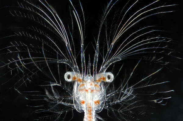 Deepsea marine larva of decapod crustacean {Sergestes sp} Atlantic ocean