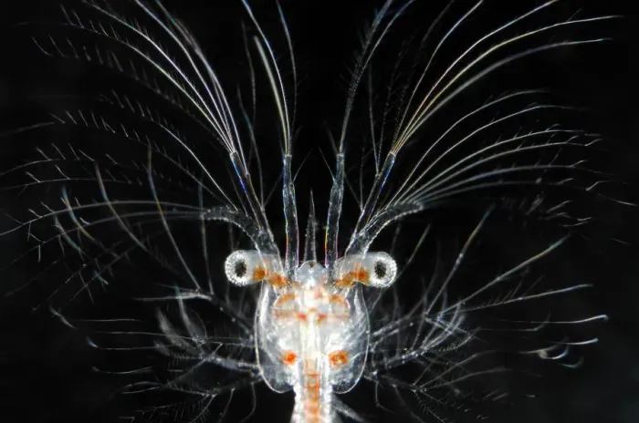 Framed Print : Deepsea marine larva of decapod crustacean {Sergestes sp} Atlantic ocean Framed Print : Deepsea marine larva of decapod crustacean {Sergestes sp} Atlantic ocean