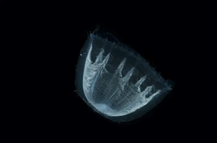 Framed Print : Deepsea Medusa jellyfish (Colobonema sp), Mid-Atlantic Ridge, North Atlantic Ocean
